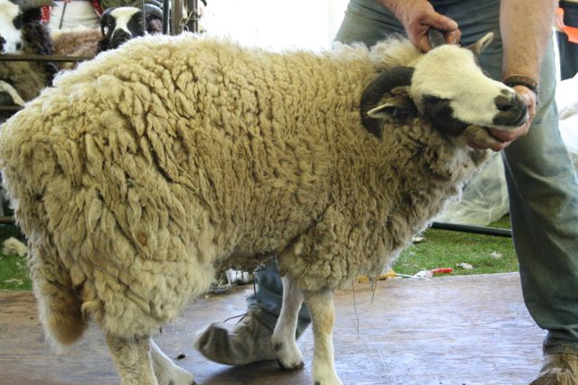 the sheepshearing festival